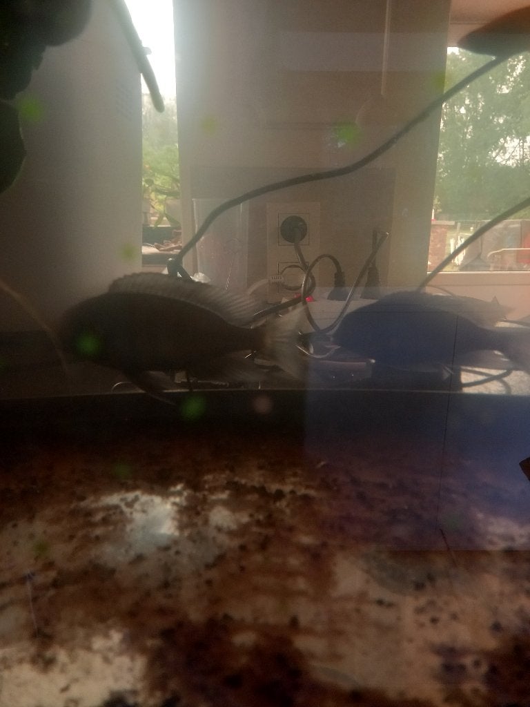 Cyrticara moorii gratis, Dieren en Toebehoren, Vis, Zoetwatervis