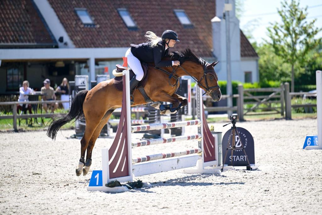 Knappe D pony, Dieren en Toebehoren, Pony's