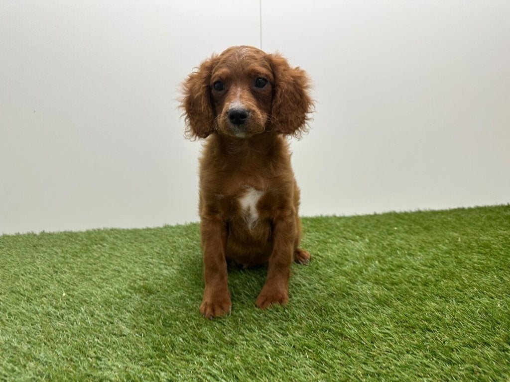 Nestje Cavapoo pups (F2), Dieren en Toebehoren, België, Reu, CDV (hondenziekte), 8 tot 15 weken