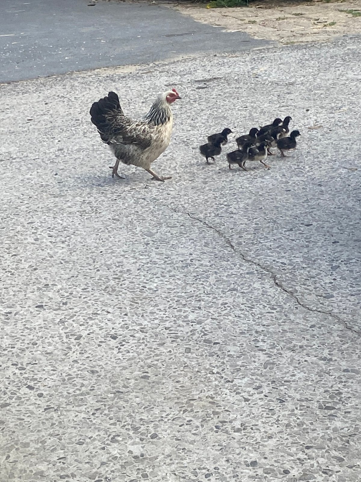 Kip met kuikens, Dieren en Toebehoren, Pluimvee, Kip