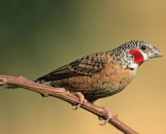 Bandvinken gezocht, Animaux & Accessoires, Oiseaux | Oiseaux Autre, Plusieurs animaux
