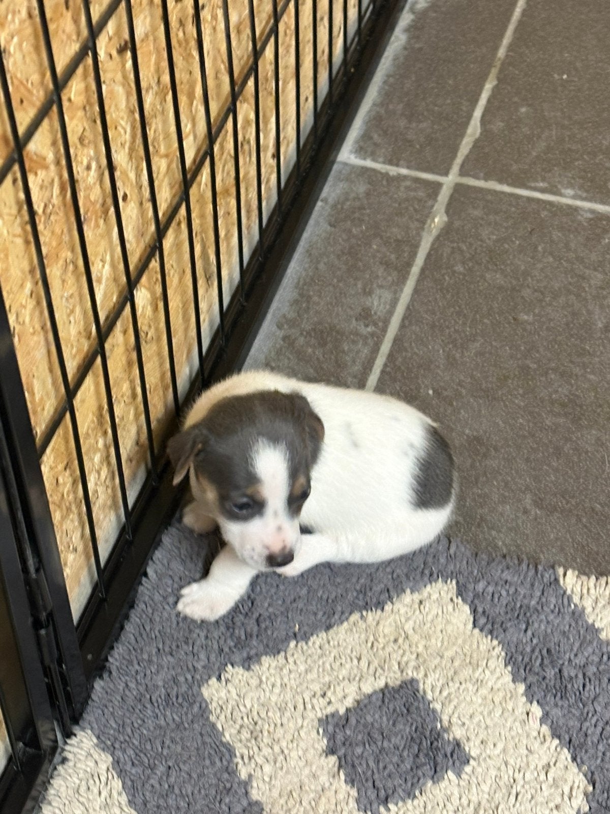 Jack russel, België, Particulier, Jack Russell Terriër, CDV (hondenziekte)