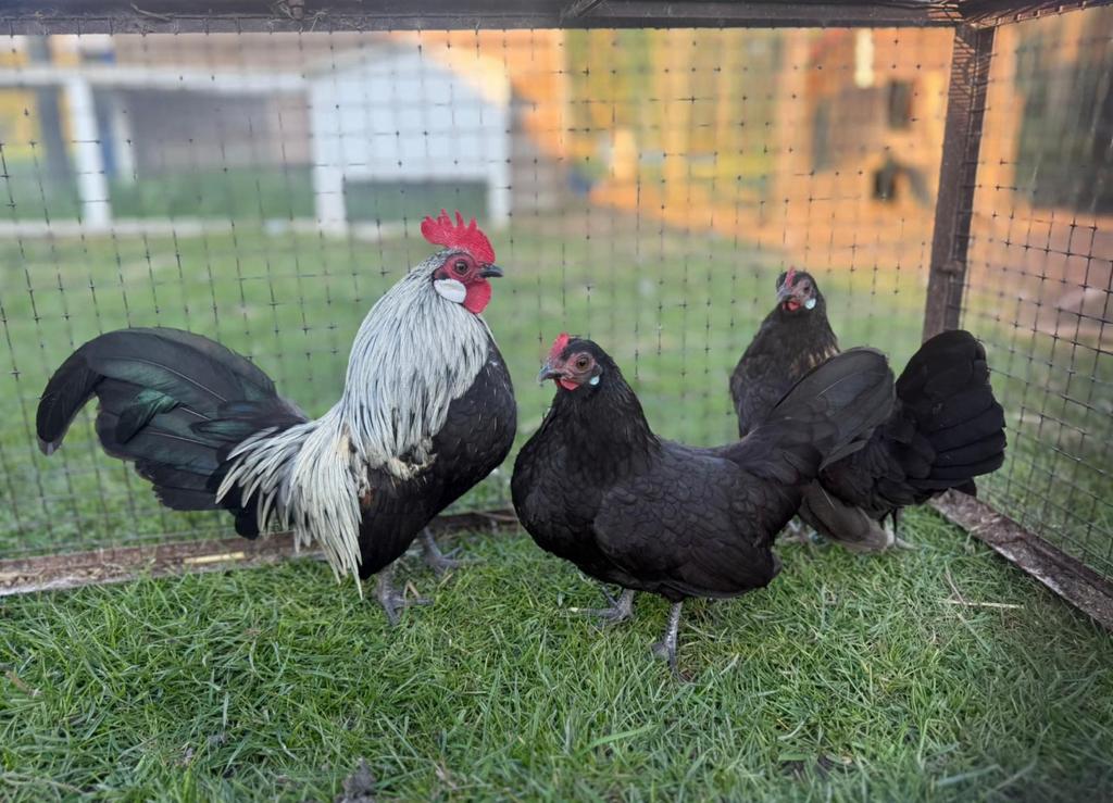 Trio hollandse krielen, Dieren en Toebehoren, Pluimvee