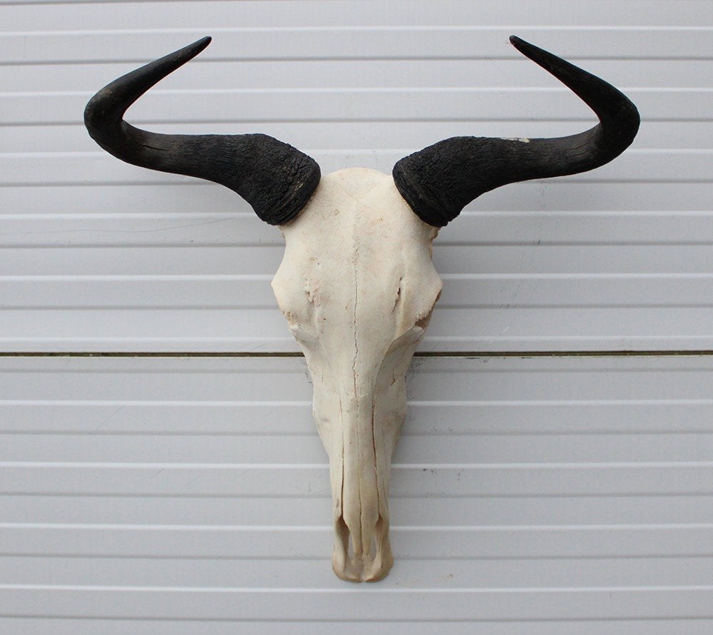 Schedel GNU / WILDEBEEST - met kiezen - gewei (ref. K), Ophalen of Verzenden, Gebruikt, Wild dier, Schedel