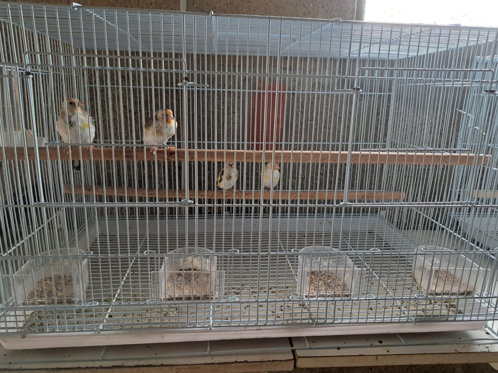 Distelvinken, Animaux & Accessoires, Oiseaux | Accessoires, Enlèvement