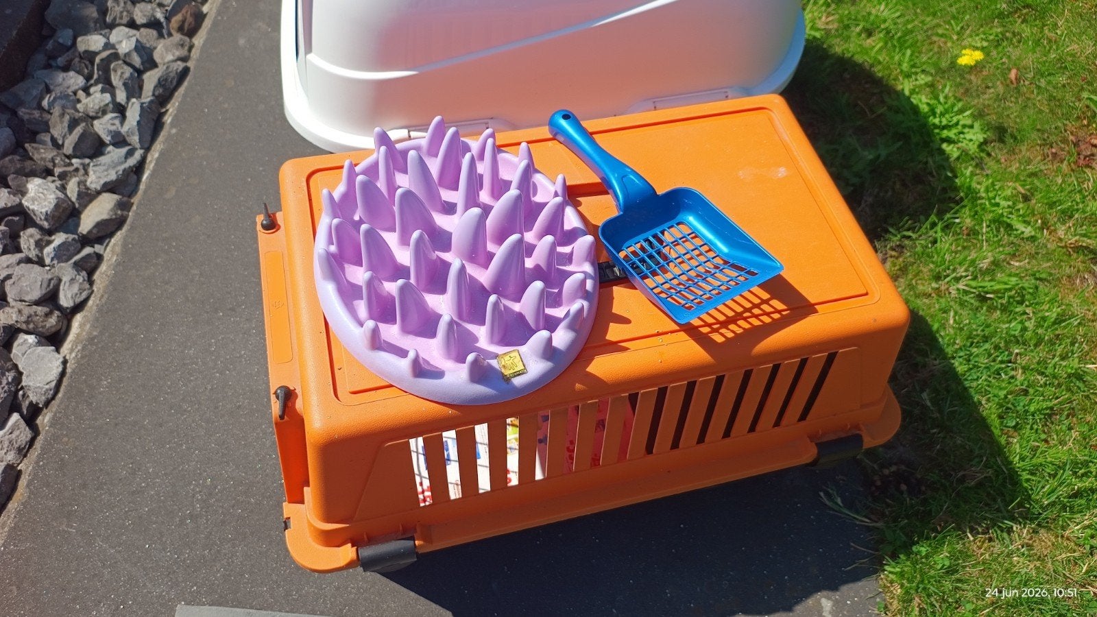 Kattenspullen + voeding, Dieren en Toebehoren, Ophalen