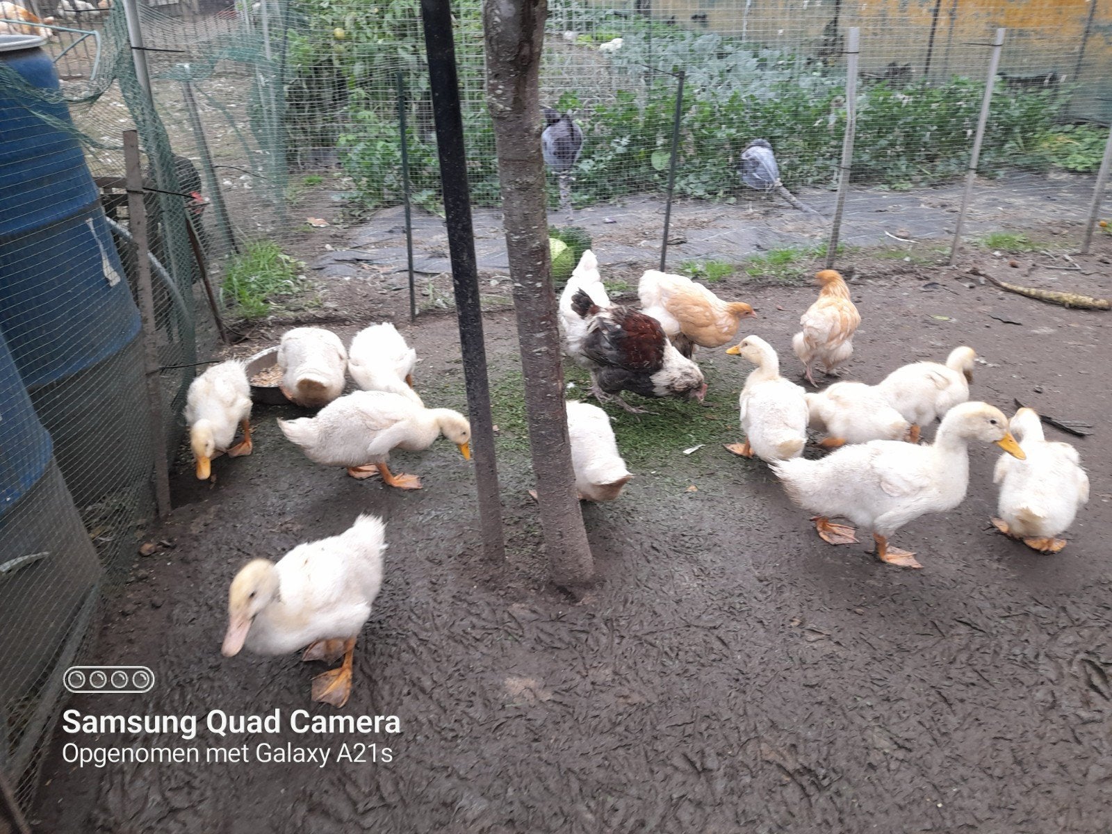11 jonge Pekingeendjes van 2026, Dieren en Toebehoren, Meerdere dieren, Eend