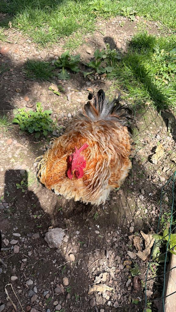 Gratis: +- 20 haantjes, Dieren en Toebehoren, Pluimvee