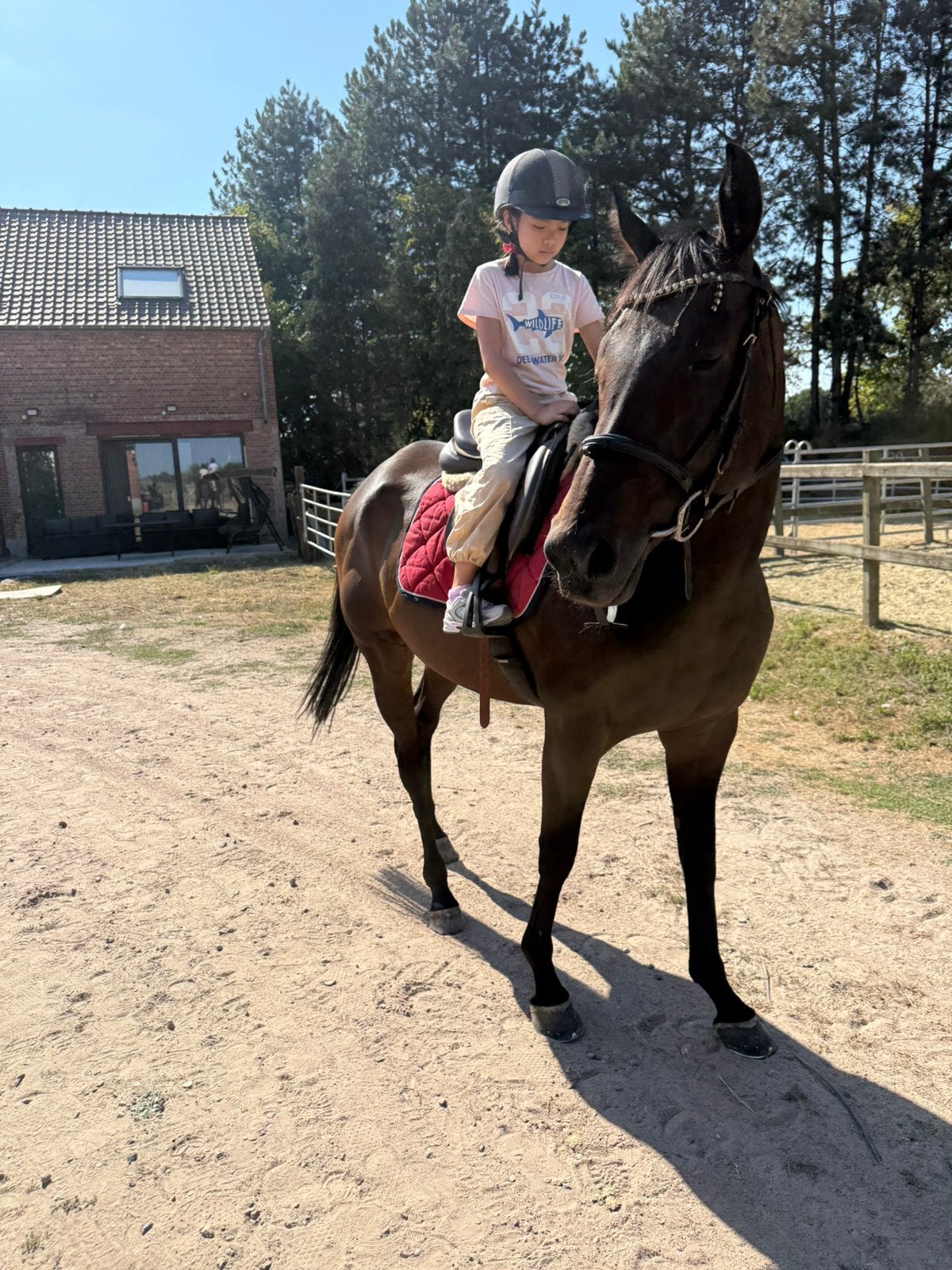 Lieve 4,5j merrie, Dieren en Toebehoren, Paarden, Merrie