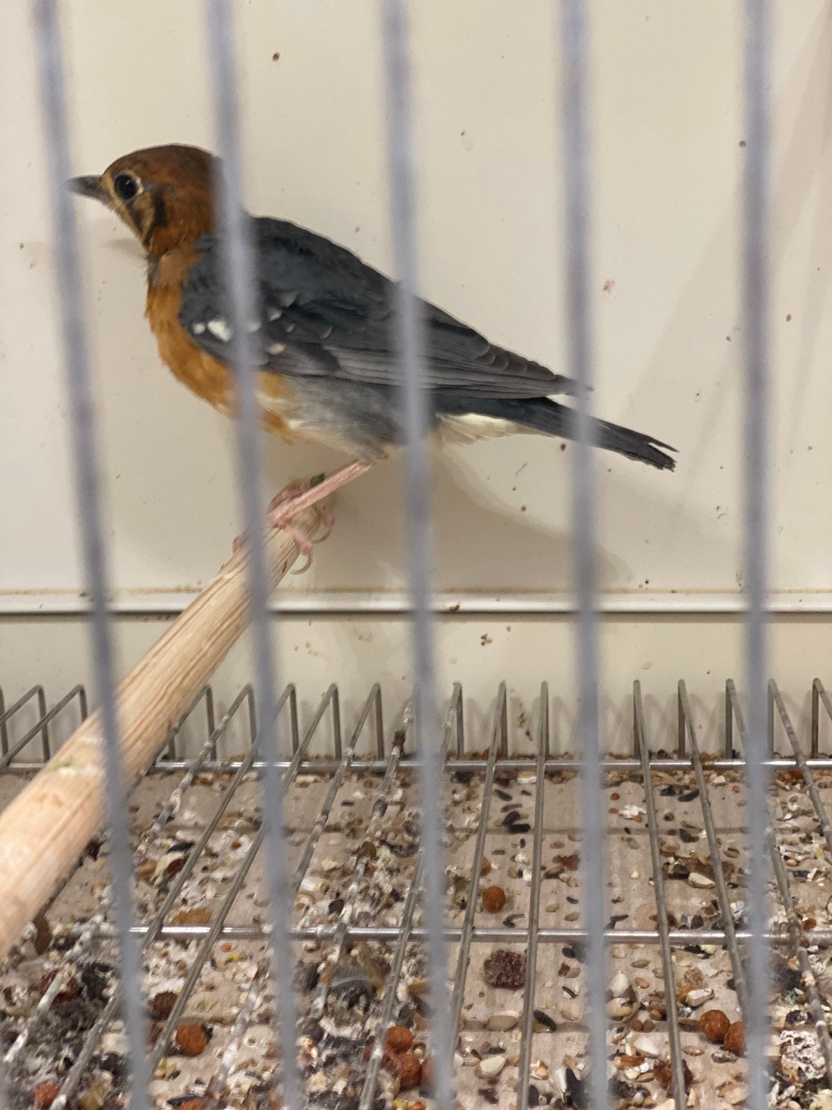 Damalijster, Dieren en Toebehoren, Geringd