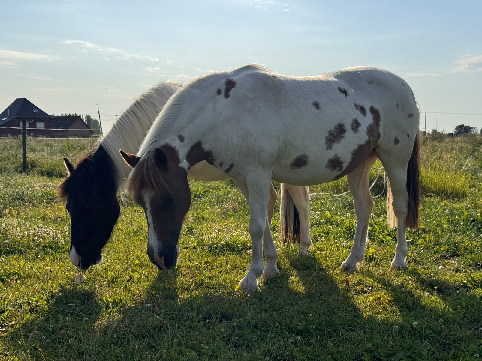 B pony merrie te koop / halve stal, Dieren en Toebehoren, Paarden, Merrie, B