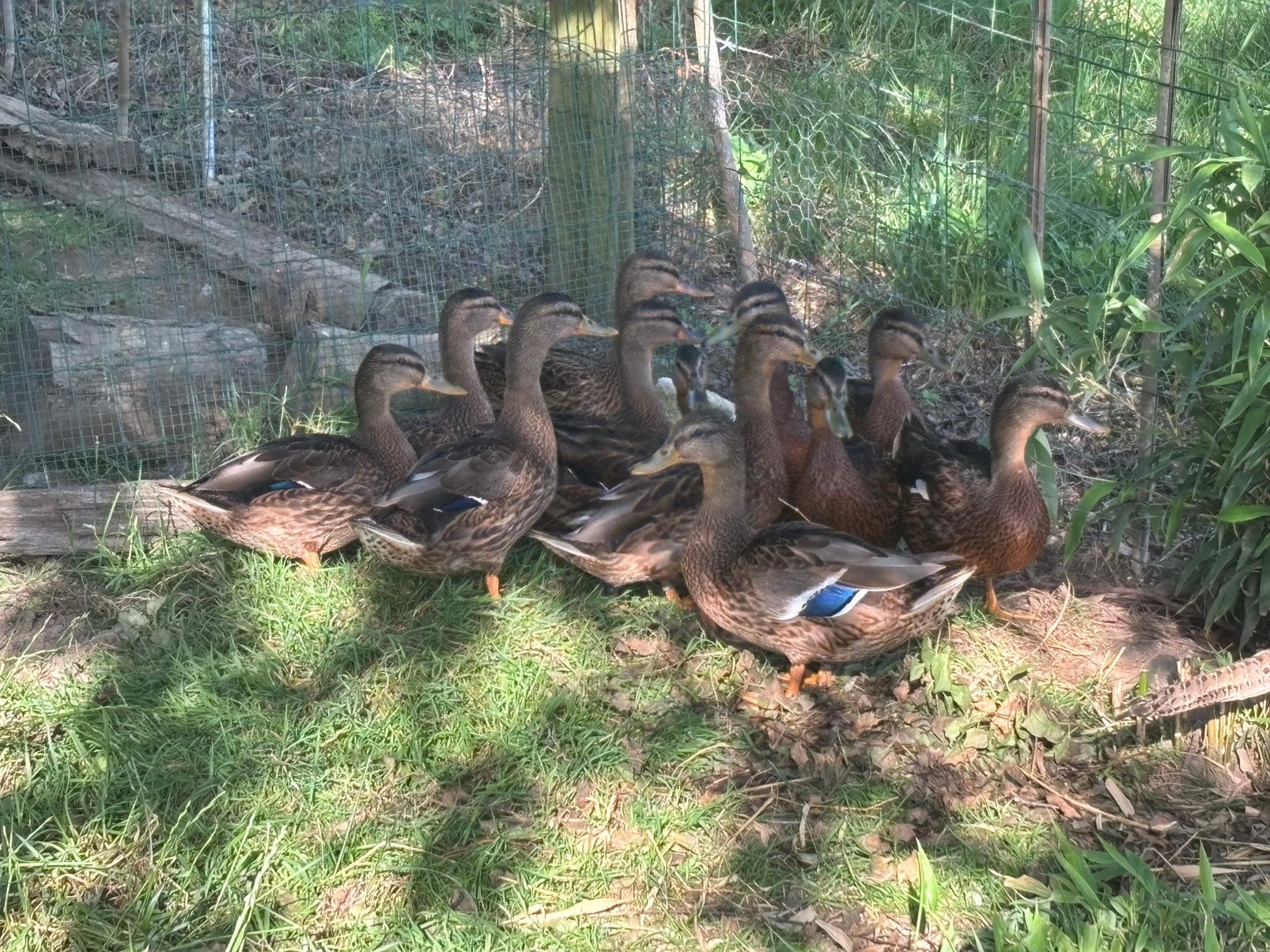 Jonge wilde eenden, Dieren en Toebehoren