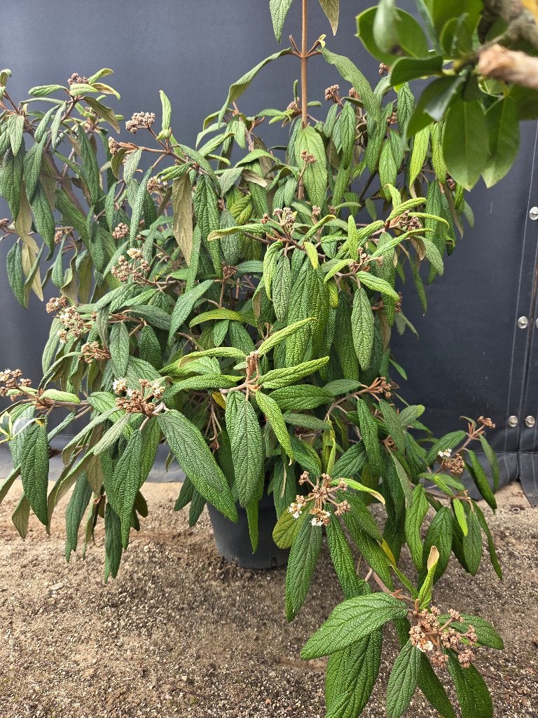 Viburnum /sneeuwbal, Tuin en Terras, Vaste plant, Halfschaduw, Lente, Ophalen