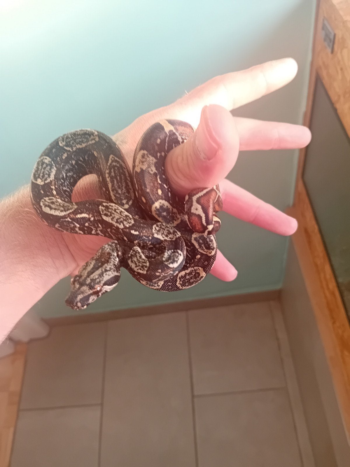 jonge boa constrictor, Slang, Tam, 0 tot 2 jaar