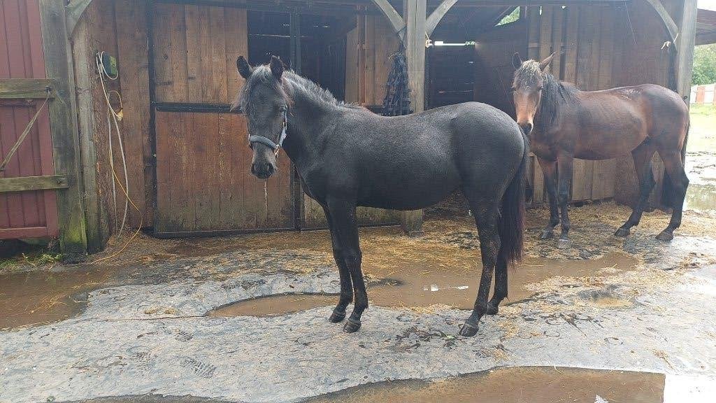 Merrieveulen 05/06/'25, Merrie, 0 tot 2 jaar, C pony (1.27m tot 1.37m), Onbeleerd