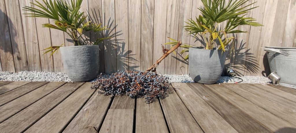 Trachycarpus fortunei windmolenpalm zaden – top kiemkracht, Ophalen of Verzenden, Zaad