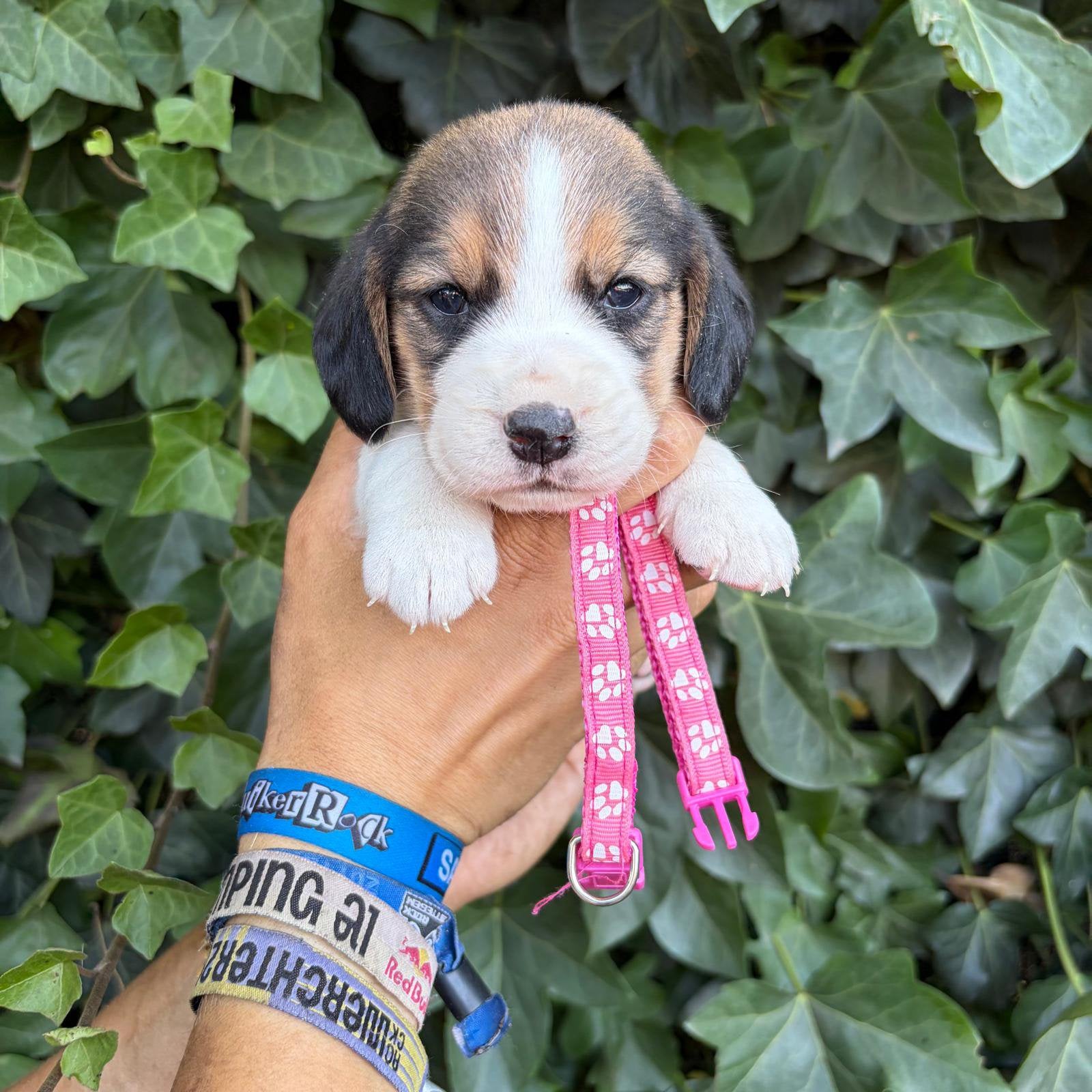 Ondeugende beagle pups, België, Beagle, Reu, 8 tot 15 weken