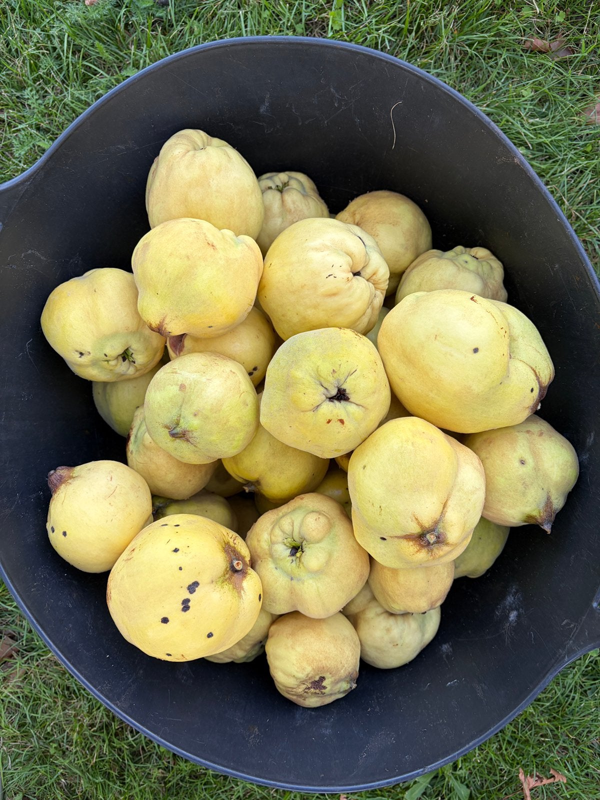 Kweeperen 1 EUR/kilo, Ophalen