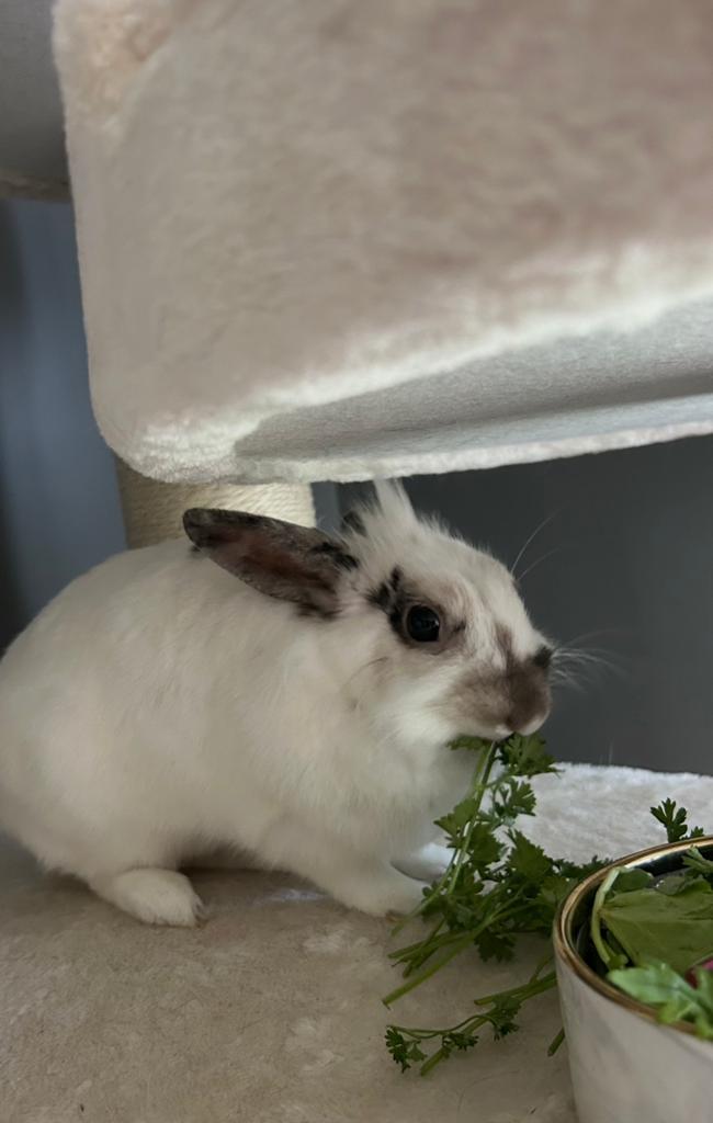 Konijn, Dieren en Toebehoren, Konijnen, Mannelijk, Middelgroot, 3 tot 5 jaar