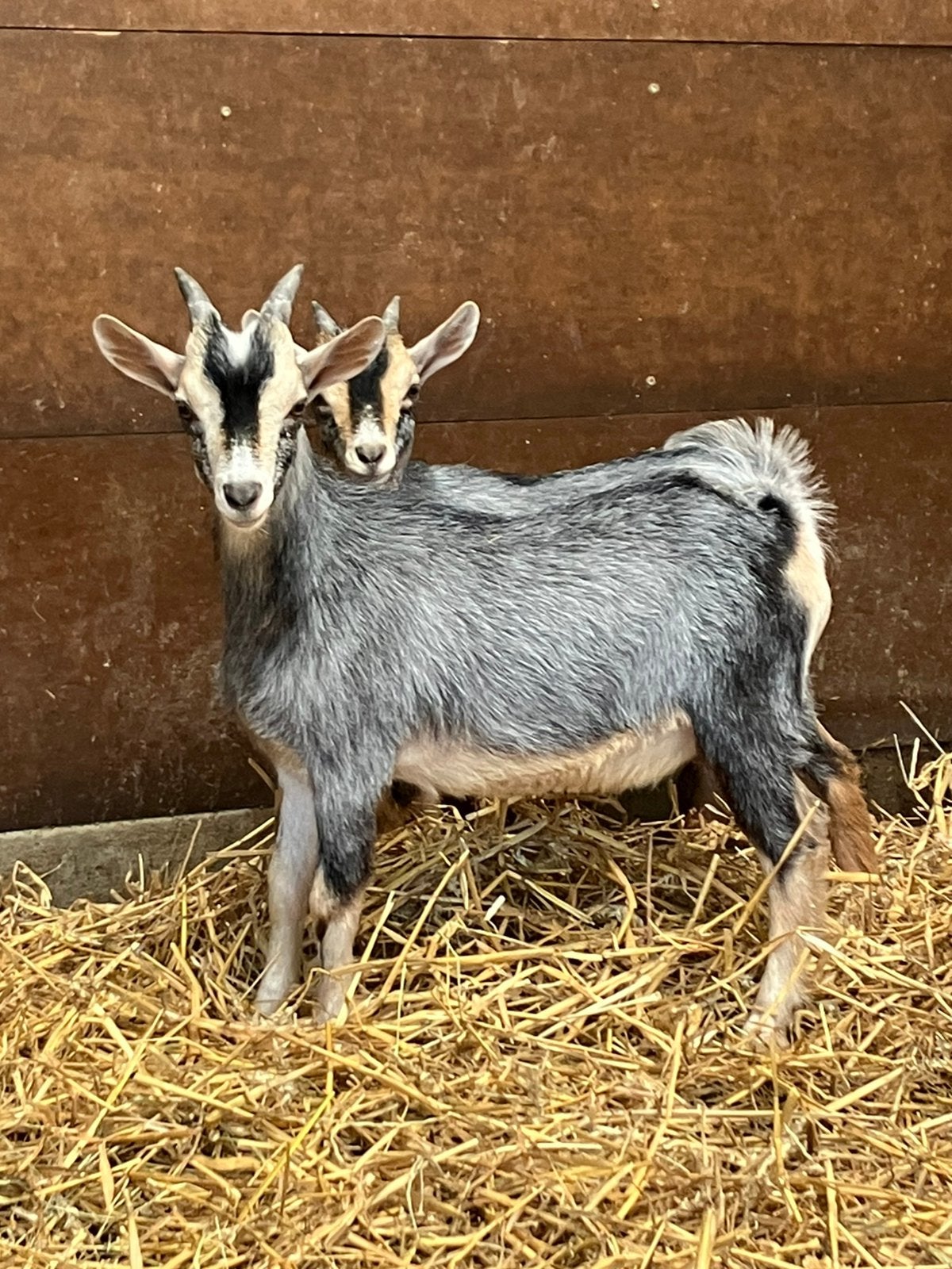 Dwerggeitje blauwschimmel bok