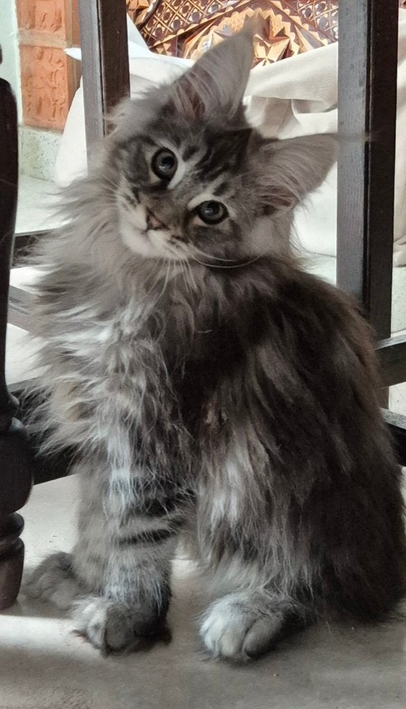Chatons maine coon née 17.02.2026 à Bruxelles, Animaux & Accessoires, Chat, Avec pedigree, 0 à 2 ans