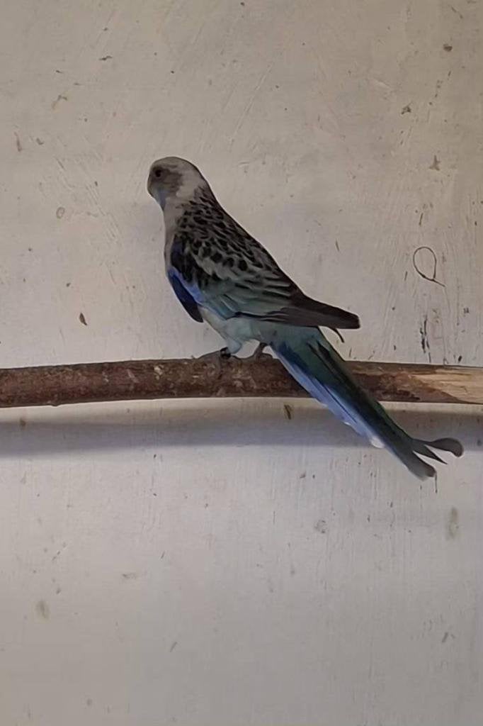 Rosella's, Parkiet, Geringd