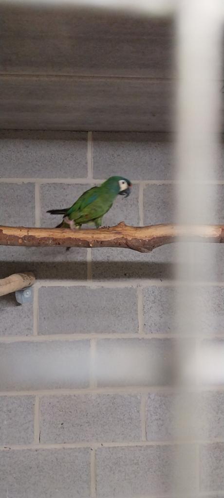 Perroquets, Dieren en Toebehoren