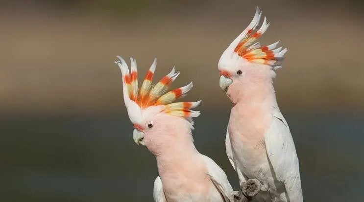 Bewezen koppel inca kaketoes, Plusieurs animaux, Perroquet, Parleur