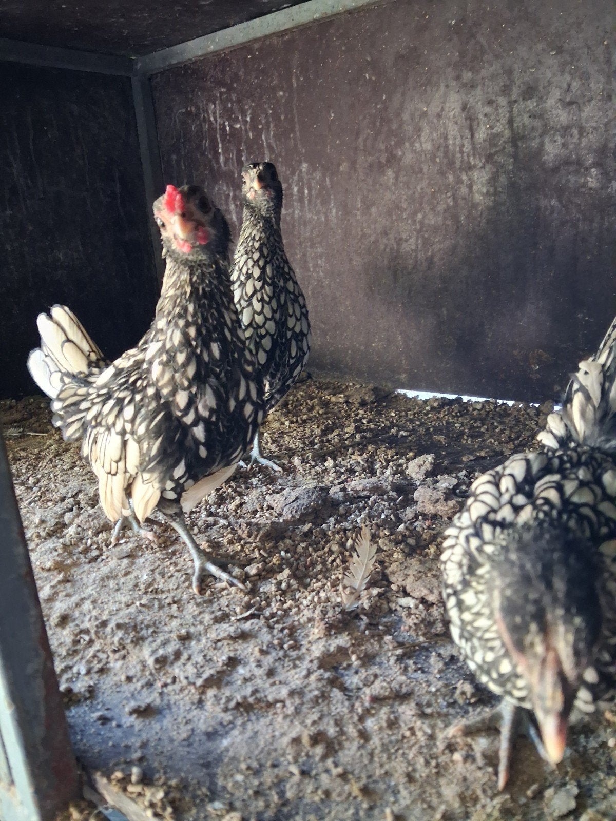 trio Sebright kippen, Dieren en Toebehoren, Meerdere dieren, Kip