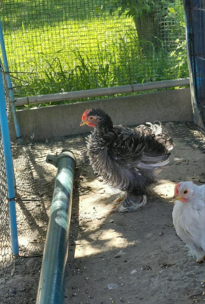 Coq cochin naine 2026, Mâle, Poule ou poulet