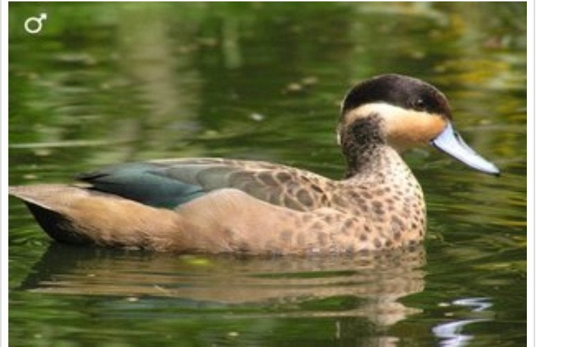 Hottentottaling/siereend, Canard