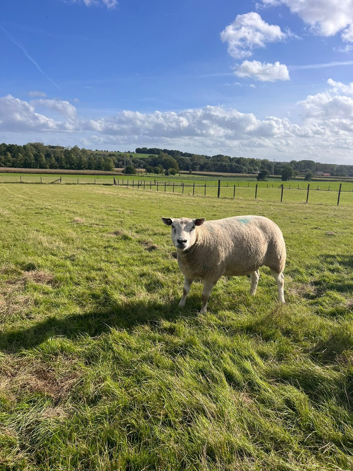 Volwassen ooien te koop.