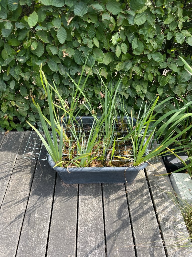 GRATIS Gele lis, Tuin en Terras, Ophalen