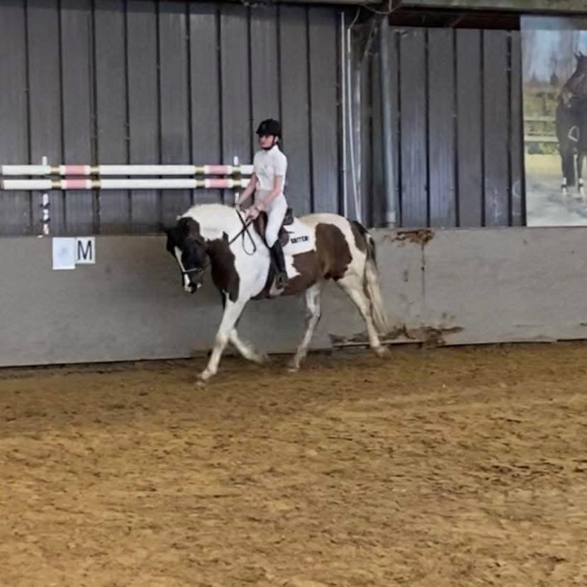 9-jarige bonte allround merrie, B, Avec puce électronique, 160 à 165 cm, Cheval de récréation