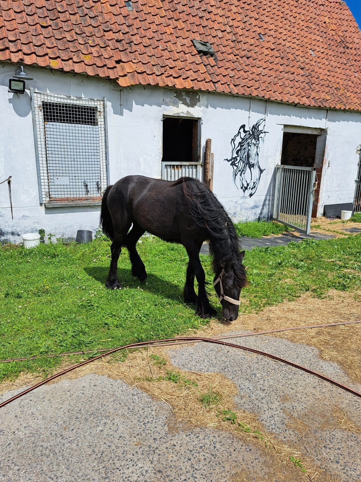 Mini fries tinker, Dieren en Toebehoren, Pony's, Merrie