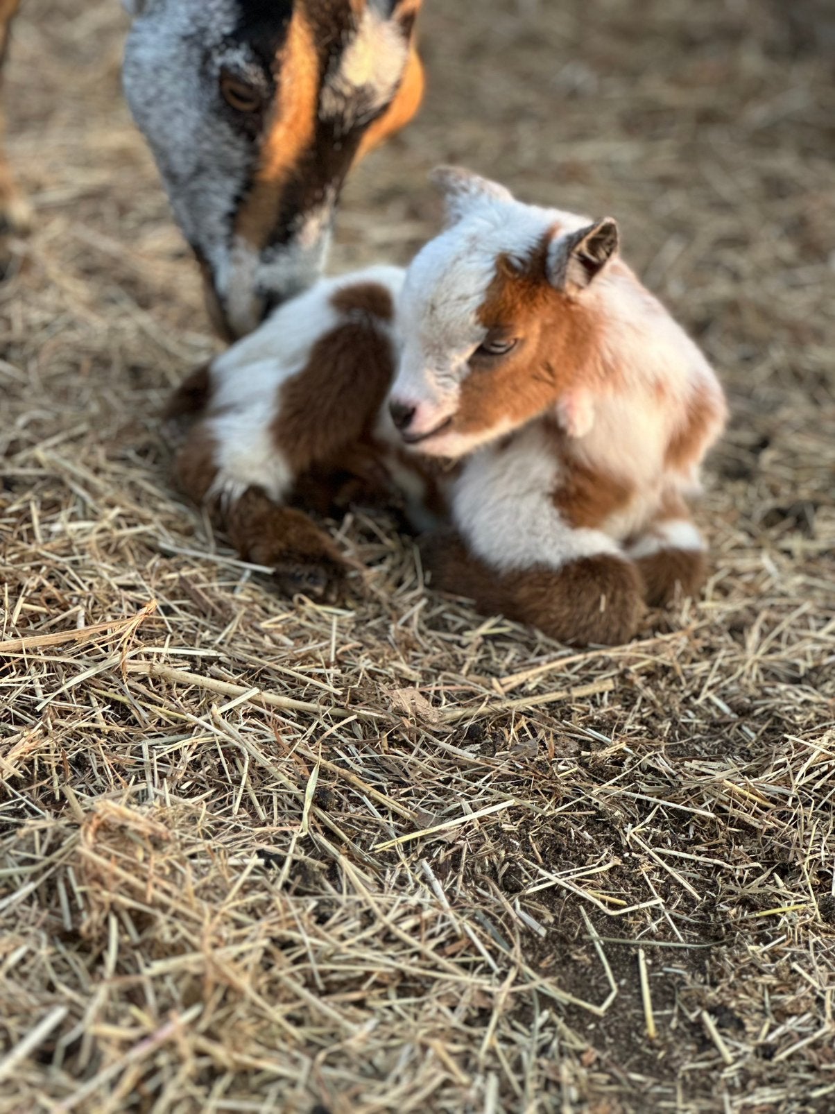 Dwerggeitje bokje met blauwe ogen, Dieren en Toebehoren, Mannelijk, Geit, 0 tot 2 jaar