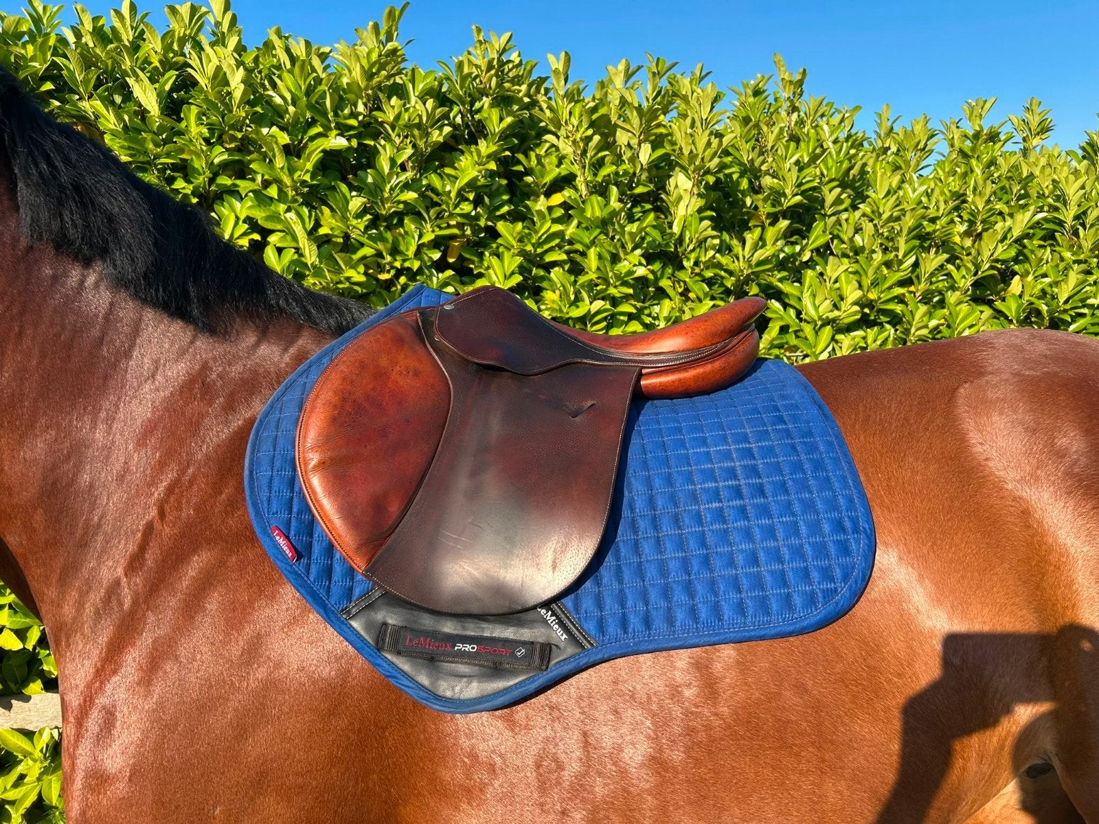 Butet springzadel 17" 2009 + recent aangekochte hoes Butet, Dieren en Toebehoren, Paarden en Pony's | Zadels, Ophalen