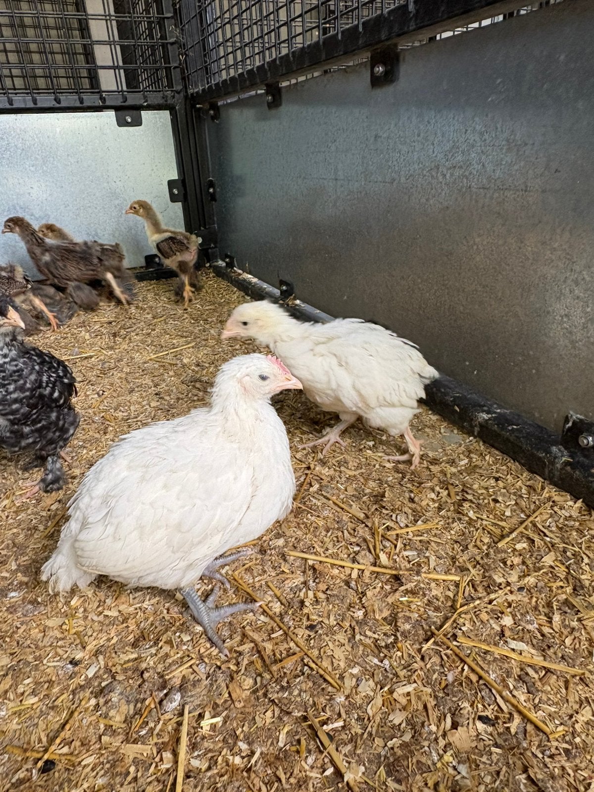 2 jonge poules de bresse kippen, Animaux & Accessoires