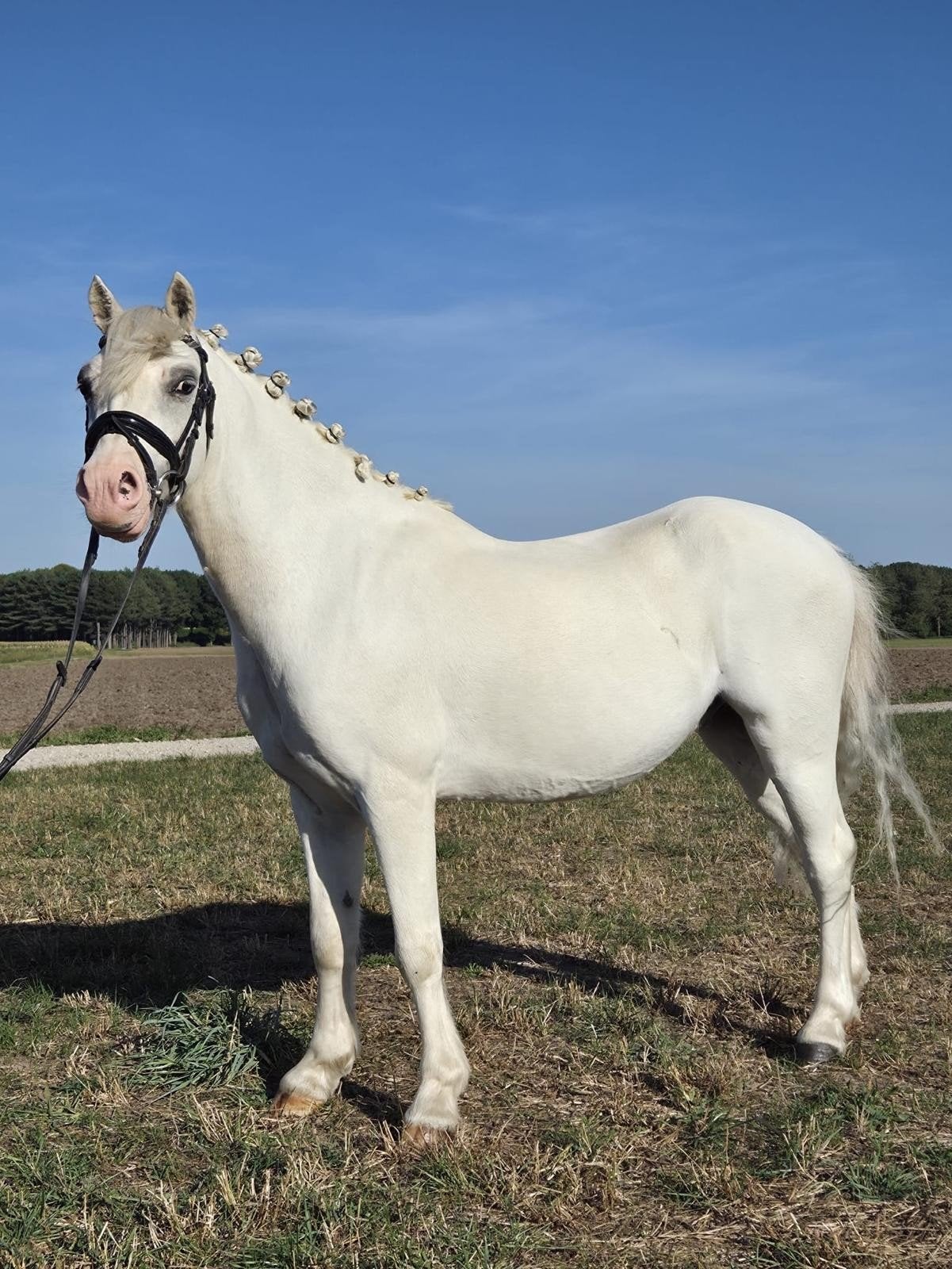 Bellisimo knappe 7-jarige Welsh b pony, Dieren en Toebehoren, Pony's, Met stamboom, Ruin, Dressuurpony, Zadelmak