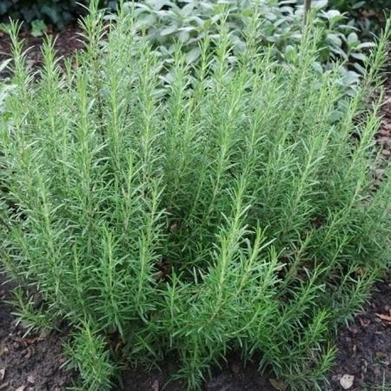 Estragon - plante aromatique, Jardin & Terrasse, Plantes | Jardin, Printemps, Enlèvement, Plante fixe, Herbes