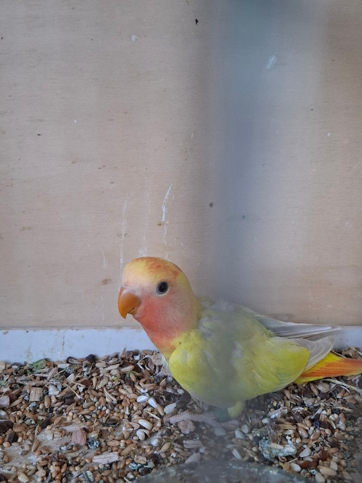 agapornis roseicollie  babys handtam PALLID, Domestique
