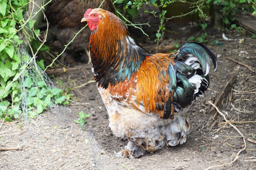 Brahma groothoen, Dieren en Toebehoren, Mannelijk, Kip