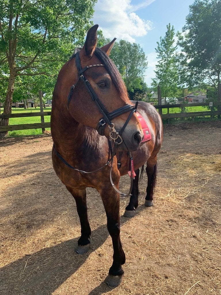 Lief recreatiepaard te koop, Hongre, Moins de 160 cm, Cheval de récréation, 11 ans ou plus