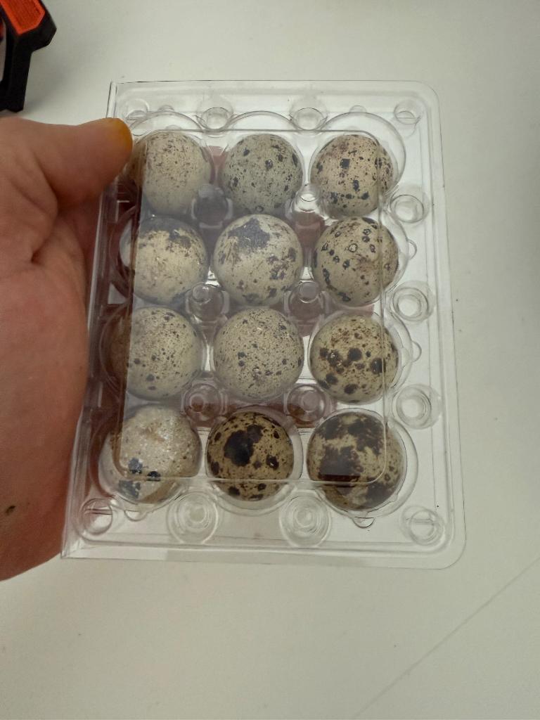broedeieren van Japanse kwartels jumbo, Dieren en Toebehoren, Pluimvee