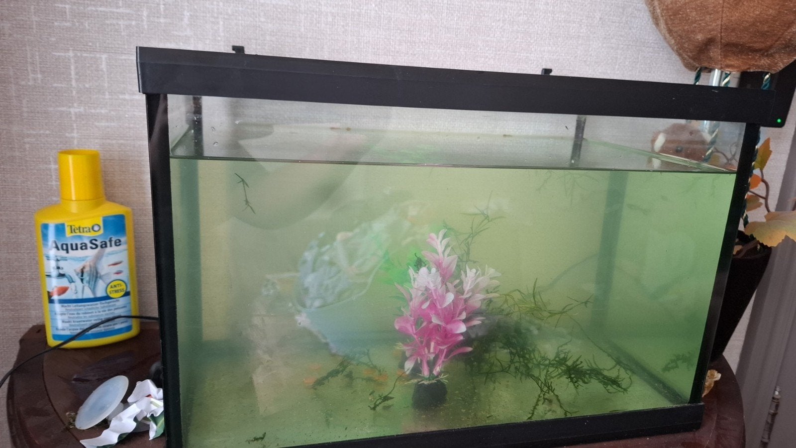 aquarium met vissen en slakken, Dieren en Toebehoren