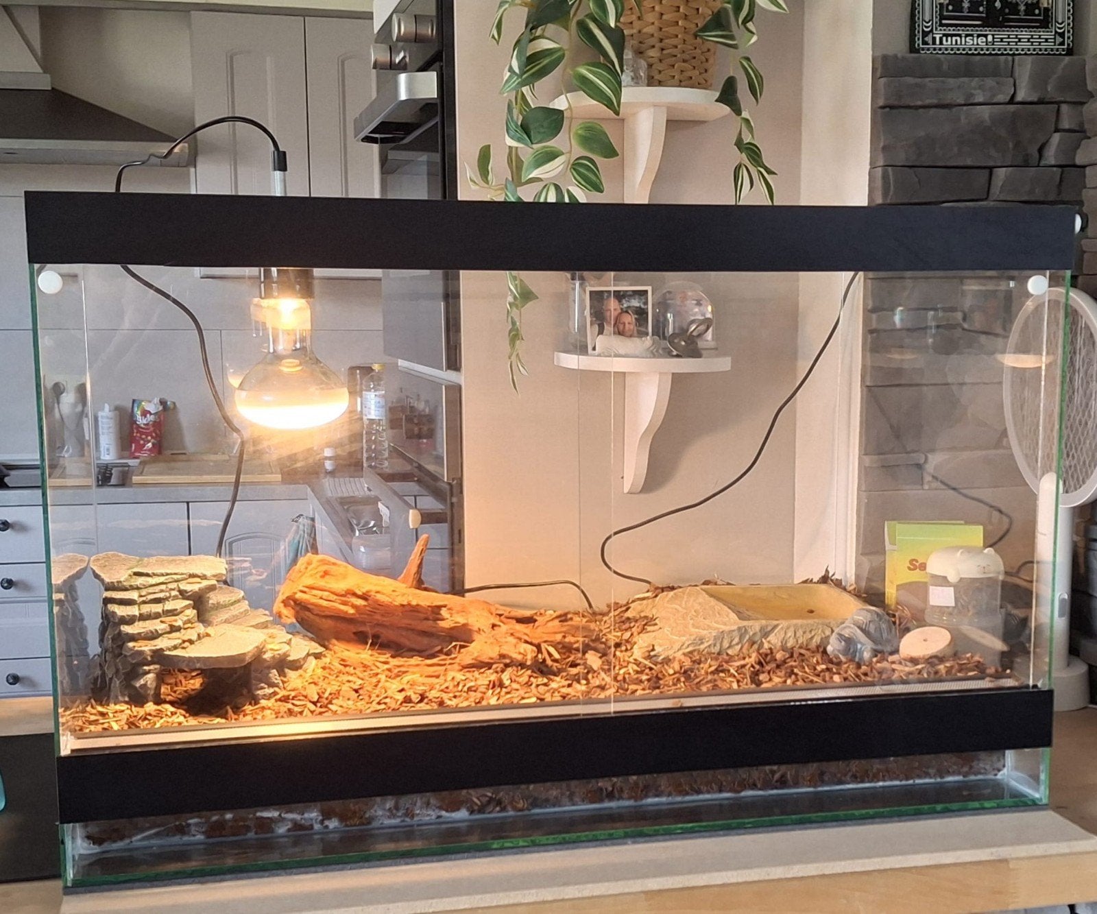 Terrarium, Animaux & Accessoires, Enlèvement ou Envoi