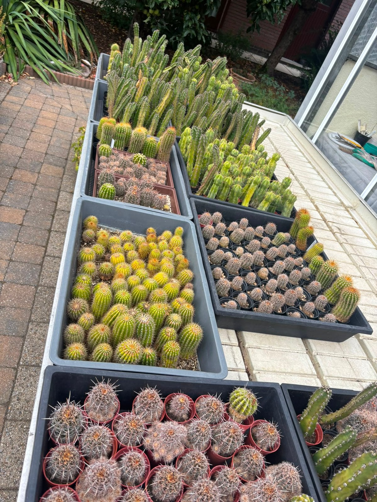CACTUS VERZAMELING TE KOOP, Tuin en Terras, Planten | Tuinplanten, Volle zon, Vaste plant, Zomer, Ophalen