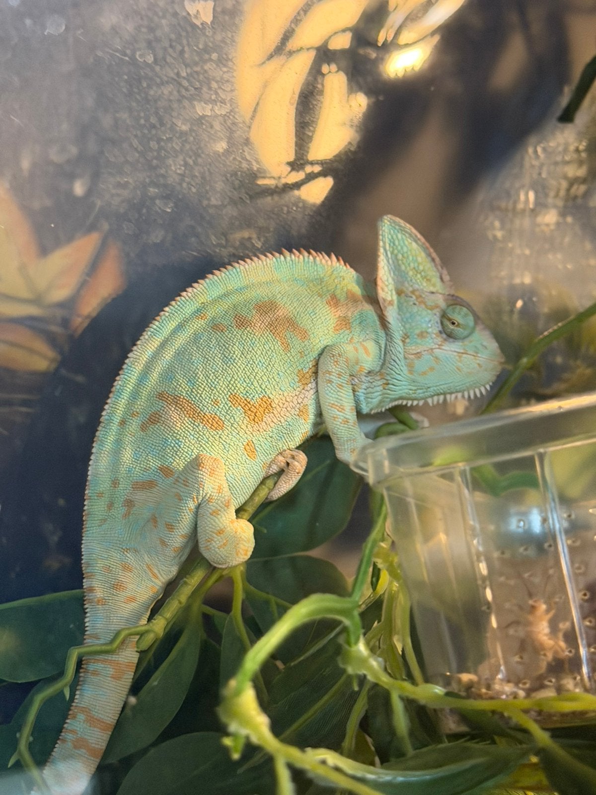 Cameleon de yemen avec terarrium, Animaux & Accessoires, Reptiles & Amphibiens