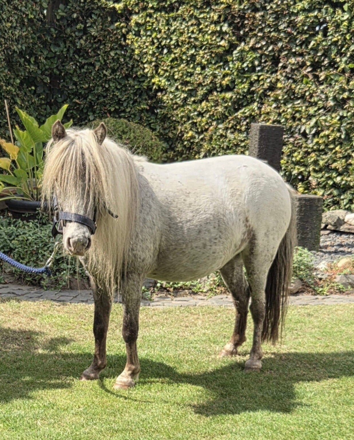 Tekoop fewspot en vos shetlander merries, Dieren en Toebehoren, Pony's, Merrie