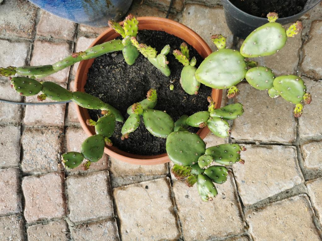 Pousses (par feuille/segment) de cactus, Enlèvement, Cactus
